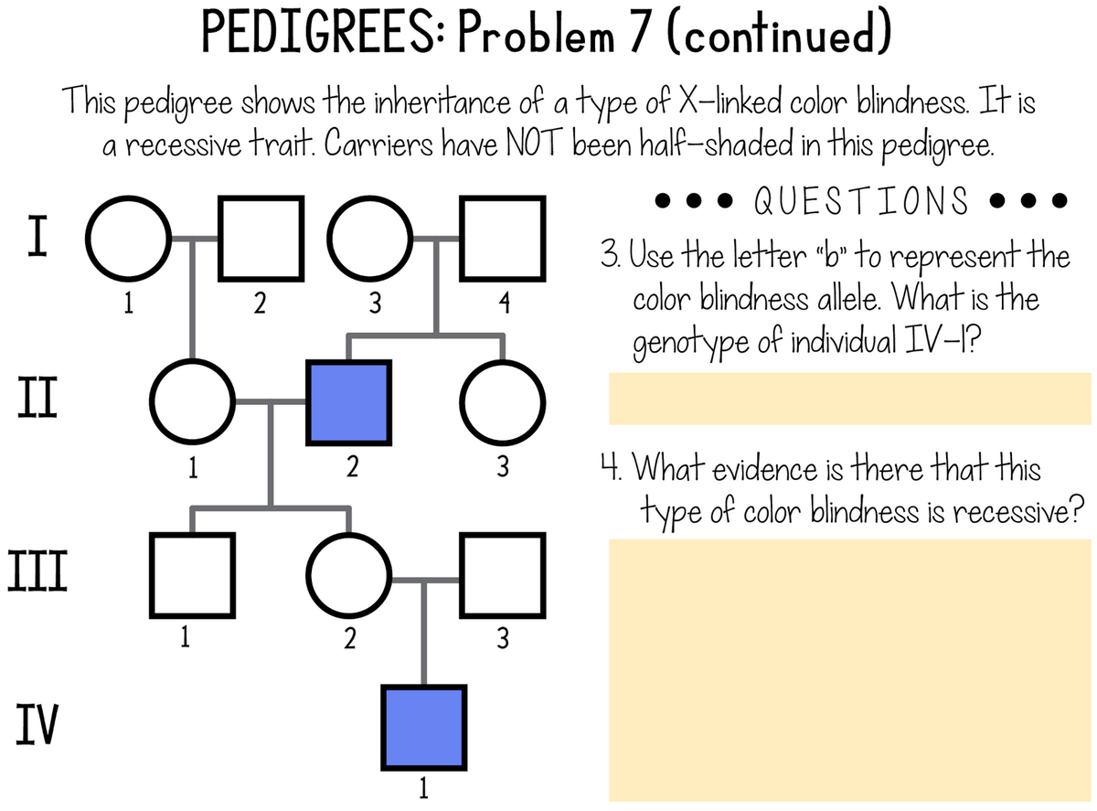 PEDIGREES: Problem 7 (continued)
This pedigree shows the inheritance of a type of X-linked color blindness. It is
a recessive trait. Carriers have NOT been half-shaded in this pedigree.
QUESTIONS •••
I O
10
3. Use the letter "b" to represent the
color blindness allele. What is the
1
3
4
genotype of individual IV-1?
II
4. What evidence is there that this
type of color blindness is recessive?
1
2
3
III
1
2
3
IV
1
