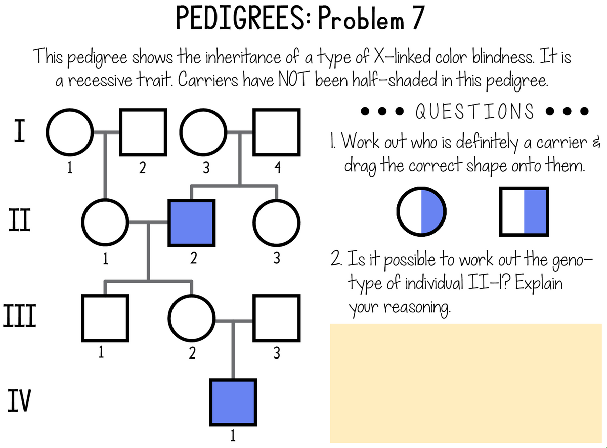 PEDIGREES: Problem 7
This pedigree shows the inheritance of atype of X-linked color blindness. It is
a recessive trait. Carriers have NOT been half-shaded in this pedigree.
• QUESTIONS • • •
I ODO0
I. Work out who is definitely a carrier &
drag the correct shape onto them.
1
2
3
4
II
1
3
2. Is it possible to work out the
geno-
type of individual II-I? Explain
III
your reasoning.
1
2
3
IV
1
