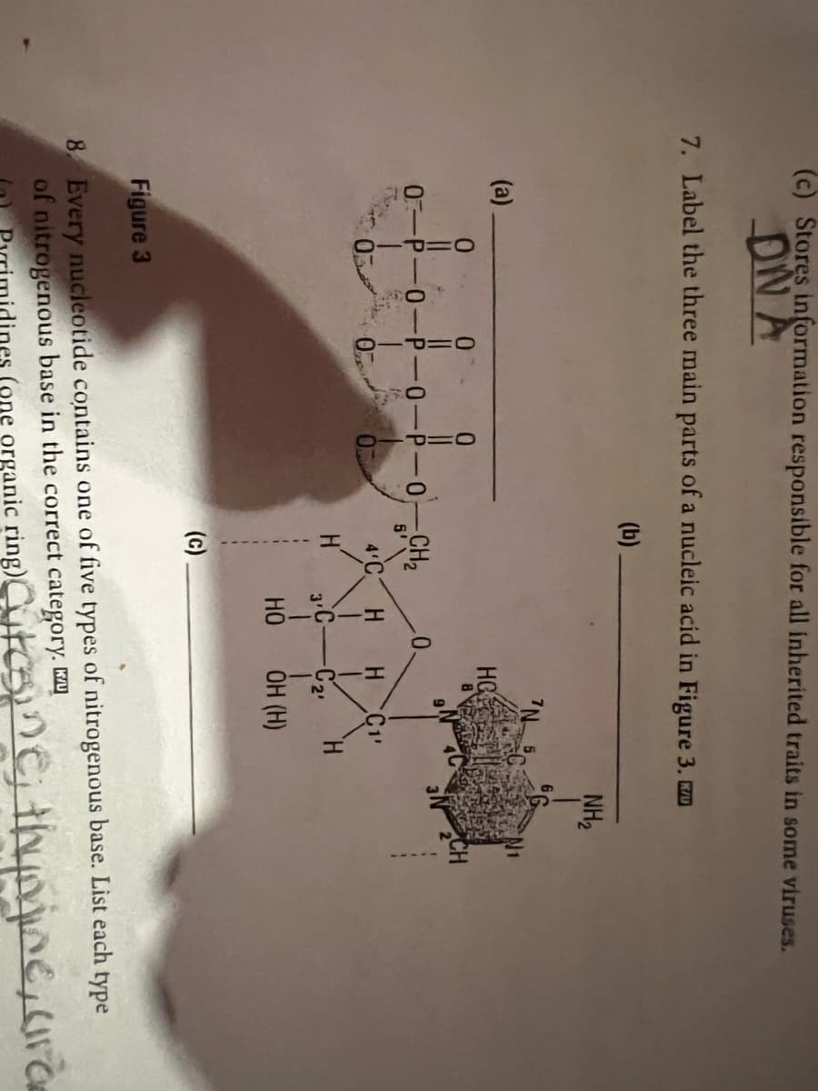 (c) Stores information responsible for all inherited traits in some viruses.
DNA
7. Label the three main parts of a nucleic acid in Figure 3. 7
(b)
(a)
O:
0
OIPIO
0-P-0-P-0-
0
O=P
-0-CH₂
5'
4'C
(c)
HC
8
H H C₁¹
3C-C₂ H
HO
OH (H)
NH₂
Figure 3
8. Every nucleotide contains one of five types of nitrogenous base. List each type
of nitrogenous base in the correct category.
lines (one organic ring)tine; thymine, ara