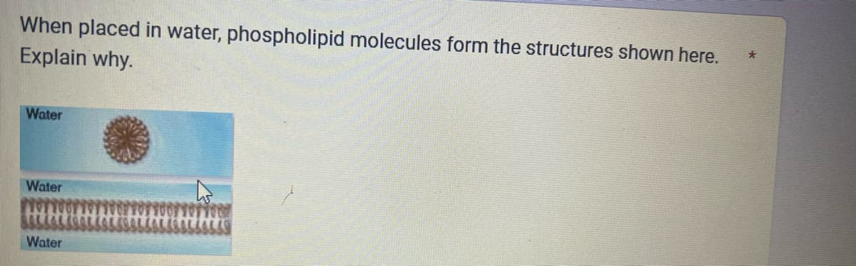 When placed in water, phospholipid molecules form the structures shown here.
Explain why.
Water
Water
Water
*
