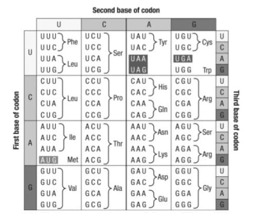 First base of codon
U
G
U
UUU
UUC Phe
UUA
UUG
CUU
CUC
CUA
CUG
AUU
AUC
AUA
AUG
GUU
GUC
GUA
GUG
Leu
Leu
Second base of codon
C
A
UCG
CCU
CCC
CCA
CCG
ACU
lle ACC
UCU
UCC
UCA
Val
ACA
Met ACG
GCU
GCC
GCA
GCG
Ser
-Pro
Thr
Ala
G
UAC
UGCC
UAA
UGA
UAG
UGG
CAUT
CGU
CACHis CGC
CGA
CGG
AGU
AACAS AGC
Asn
UAU
CAA
CAG
З тут
-
Gin
AAA
AGA
AAG.
AGG
GAU
GGU
GAC Asp GGC
GAA
GGA
GAG
GGG
Lys
}G₁
Glu
-Cys
A
Trp G
U
C
A
Arg
Ser
-Arg
U
C
Gly
G
U
C
A
G
U
C
A
G
Third base of codon