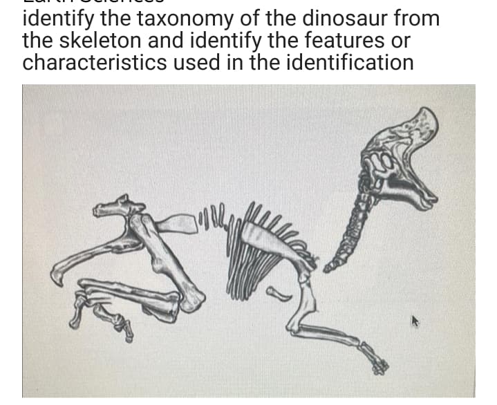 identify the taxonomy of the dinosaur from
the skeleton and identify the features or
characteristics used in the identification
