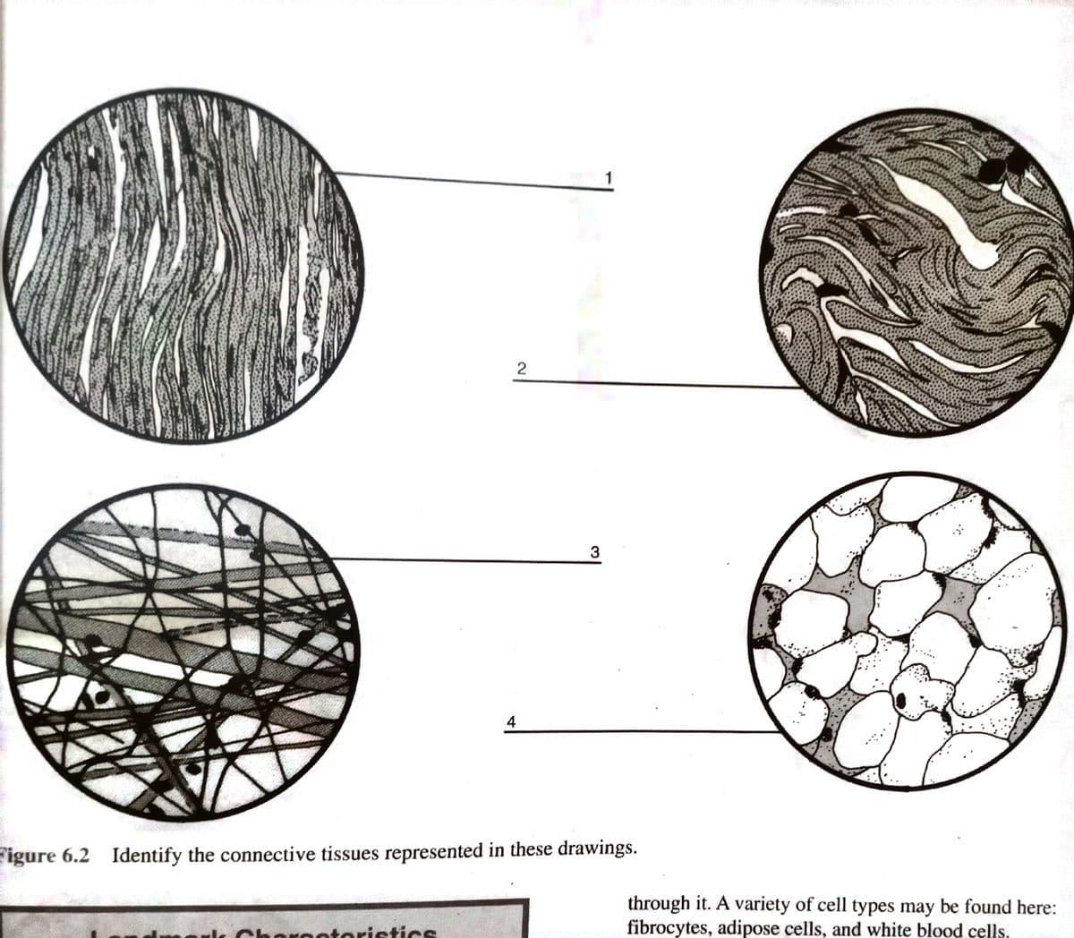 2
3
4
Figure 6.2 Identify the connective tissues represented in these drawings.
through it. A variety of cell types may be found here:
fibrocytes, adipose cells, and white blood çells,
harootoristics

