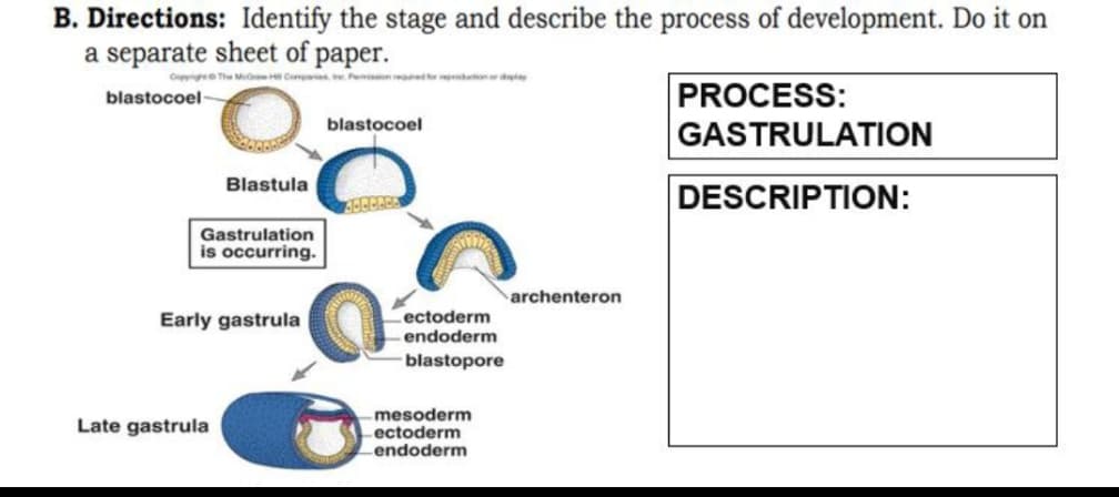 B. Directions: Identify the stage and describe the process of development. Do it on
a separate sheet of paper.
Copyright The McGrew H Companies, the Permission reed for production or deplay
blastocoel-
PROCESS:
GASTRULATION
blastocoel
Blastula
DESCRIPTION:
BOREE
Gastrulation
is occurring.
Early gastrula
Late gastrula
ectoderm
-endoderm
blastopore
mesoderm
ectoderm
-endoderm
archenteron