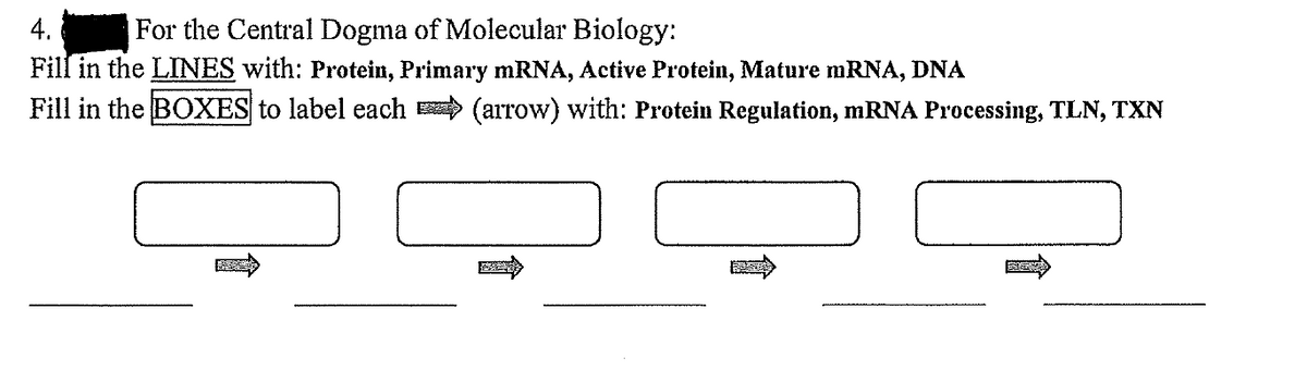 4.
|For the Central Dogma of Molecular Biology:
Fill in the LINES with: Protein, Primary mRNA, Active Protein, Mature mRNA, DNA
Fill in the BOXES to label each E (arrow) with: Protein Regulation, mRNA Processing, TLN, TXN
