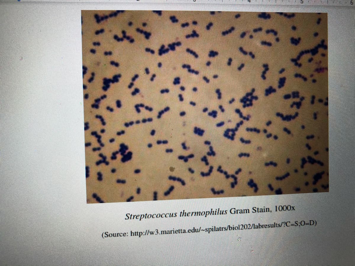 Streptococcus thermophilus Gram Stain, 1000x
(Source: http://w3.marietta.edu/-spilatrs/biol202/labresults/?C-S;0=D)
