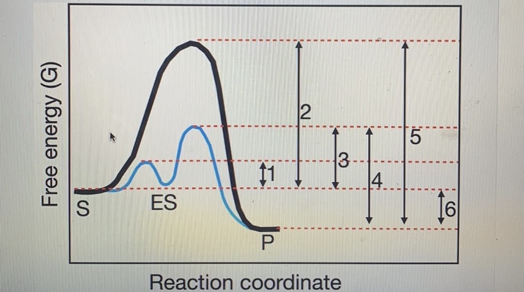 11
3
14.
ES
Reaction coordinate
Free energy (G)
LO
