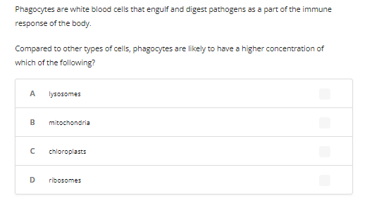 Phagocytes are white blood cells that engulf and digest pathogens as a part of the immune
response of the body.
Compared to other types of cells, phagocytes are likely to have a higher concentration of
which of the following?
A lysosomes
B mitochondria
с chloroplasts
D ribosomes