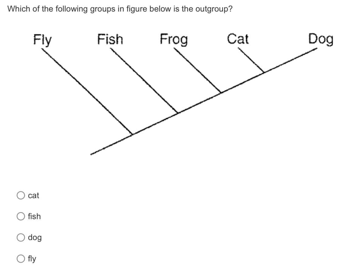 Which of the following groups in figure below is the outgroup?
Fly
Fish
Frog
Cat
cat
fish
dog
fly
Dog