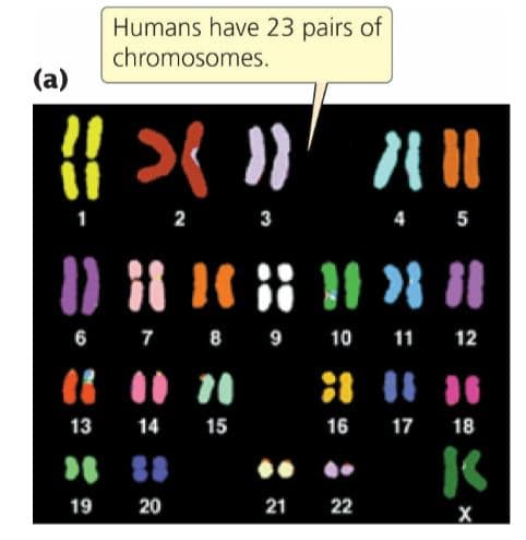 Humans have 23 pairs of
chromosomes.
(a)
Nи
1 2 3
4 5
6 7 8 9 10 11 12
13
14 15
16 17 18
19
20
21
22
х
