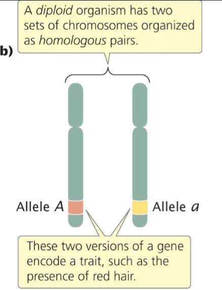 A diploid organism has two
sets of chromosomes organized
as homologous pairs.
b)
Allele A
Allele a
These two versions of a gene
encode a trait, such as the
presence of red hair.
