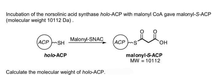 Incubation of the norsolinic acid synthase holo-ACP with malonyl CoA gave malonyl-S-ACP
(molecular weight 10112 Da).
(ACP SH
holo-ACP
Malonyl-SNAC
Calculate the molecular weight of holo-ACP.
(ACP
OH
malonyl-S-ACP
MW = 10112
