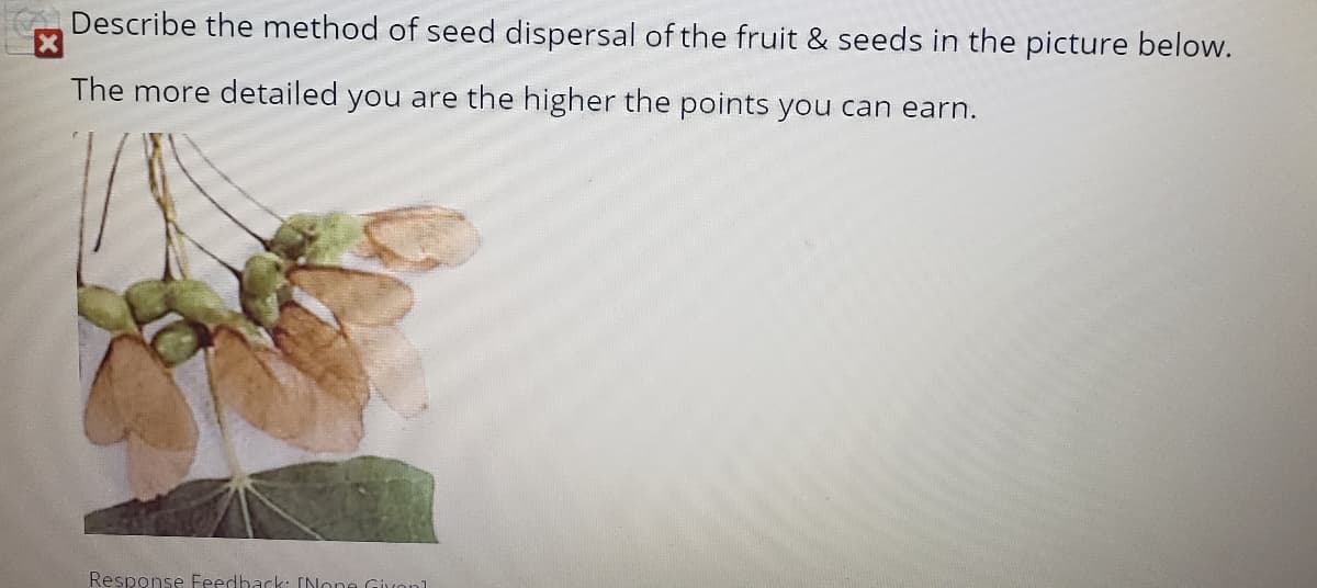 Describe the method of seed dispersal of the fruit & seeds in the picture below.
The more detailed you are the higher the points you can earn.
Response Feedback: INone Givonl
