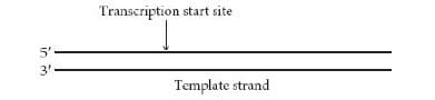 Transcription start site
5'
3'-
Template strand
in in
