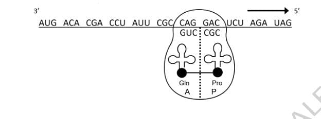 3'
5'
AUG ACA CGA CCU AUU CGC/ CAG GAC\UCU AGA UAG
GUC CGC
Gln
Pro
A
P
ALE
