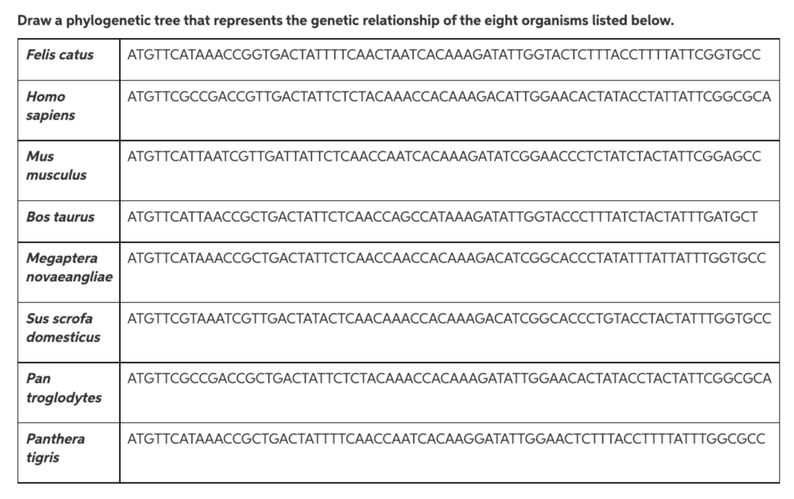 Draw a phylogenetic tree that represents the genetic relationship of the eight organisms listed below.
Felis catus
АTGTTCATAAAСCGGTGACTATTTСААСТААТСАСАAАGATATTGGTACTCTTTACСТTТТАTTСGGTGCC
Homo
АTGTTCGCCGАССGTTGACTAТТСТСТАСАААССАСАААGACAТTGGAACACTAТАССТАТТАТТCGGCGCA
sapiens
Mus
АTGTTCATTAAТCGTTGATTATТСТСААССААТСАСААAGATATCGGAACCCTCTАТСТАСТАТТСGGAGCC
musculus
Bos taurus
АTGTTCATTAAСCGCTGACTATТСТСААССАGССАТААAGATATTGGTACCCTTTАТСТАСТАТТТGATGCT
Megaptera
novaeangliae
АTGTTCATAAAСCGCTGACTATСТСААССААССАСАAAGACATCGGCACCCTАTАTTTАTТАTTTGGTGCC
Sus scrofa
АTGTTCGTAAAТCGTTGACTATAСТСААСАААССАСАAAGACATCGGCACCCTGTAССТАСТАТТТGGTGCC
domesticus
Pan
АTGTTCGCCGACCGCTGACTAТТСТСТАСАААССАСАААGATAТTGGAACACTAТАССТАСТАТТCGGCGCA
troglodytes
Panthera
АTGTTCATAAAСCGCTGACTATТTTTCAACСАAТСАСАAGGATAТTGGAACTCTTТАССТТТТАТТTGGCGCC
tigris
