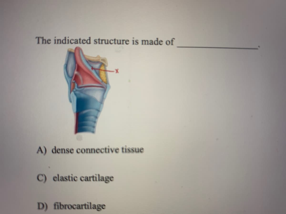 The indicated structure is made of
A) dense connective tissue
C) elastic cartilage
D) fibrocartilage
