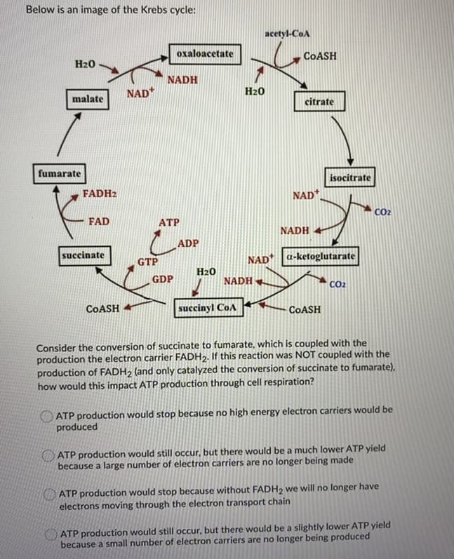 Below is an image of the Krebs cycle:
acetyl-CoA
oxaloacetate
COASH
H20
NADH
NAD*
H20
malate
citrate
fumarate
isocitrate
FADH2
NAD*
CO2
FAD
АТР
NADH +
ADP
succinate
GTP
NAD+ a-ketoglutarate
H20
GDP
NADH +
CO2
COASH
succinyl CoA
COASH
Consider the conversion of succinate to fumarate, which is coupled with the
production the electron carrier FADH2. If this reaction was NOT coupled with the
production of FADH2 (and only catalyzed the conversion of succinate to fumarate),
how would this impact ATP production through cell respiration?
OATP production would stop because no high energy electron carriers would be
produced
ATP production would still occur, but there would be a much lower ATP yield
because a large number of electron carriers are no longer being made
ATP production would stop because without FADH2 we will no longer have
electrons moving through the electron transport chain
ATP production would still occur, but there would be a slightly lower ATP yield
because a small number of electron carriers are no longer being produced
