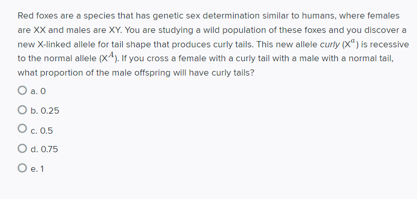 Red foxes are a species that has genetic sex determination similar to humans, where females
are XX and males are XY. You are studying a wild population of these foxes and you discover a
new X-linked allele for tail shape that produces curly tails. This new allele curly (X“) is recessive
to the normal allele (X4). If you cross a female with a curly tail with a male with a normal tail,
what proportion of the male offspring will have curly tails?
O a. O
O b. 0.25
О с. 0.5
O d. 0.75
е. 1
