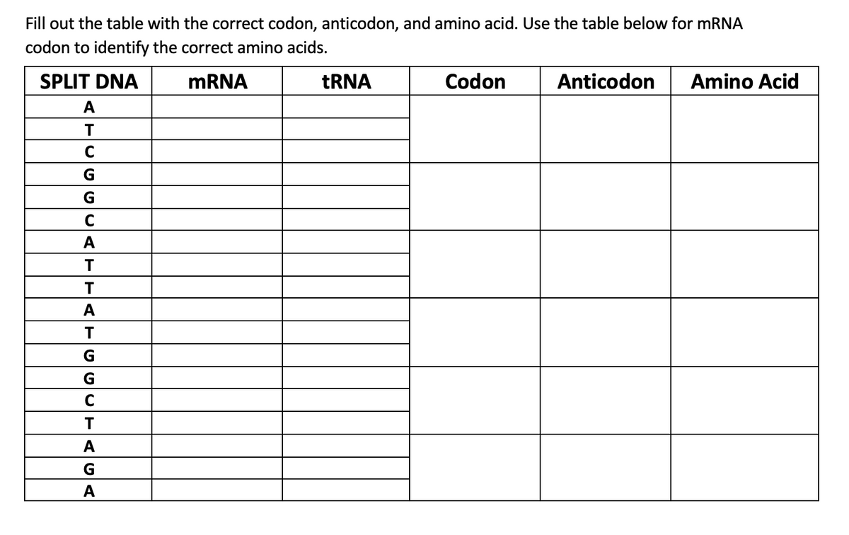 Fill out the table with the correct codon, anticodon, and amino acid. Use the table below for MRNA
codon to identify the correct amino acids.
SPLIT DNA
MRNA
TRNA
Codon
Anticodon
Amino Acid
A
T
C
G
A
T
A
T
G
G
T
A
G
A
