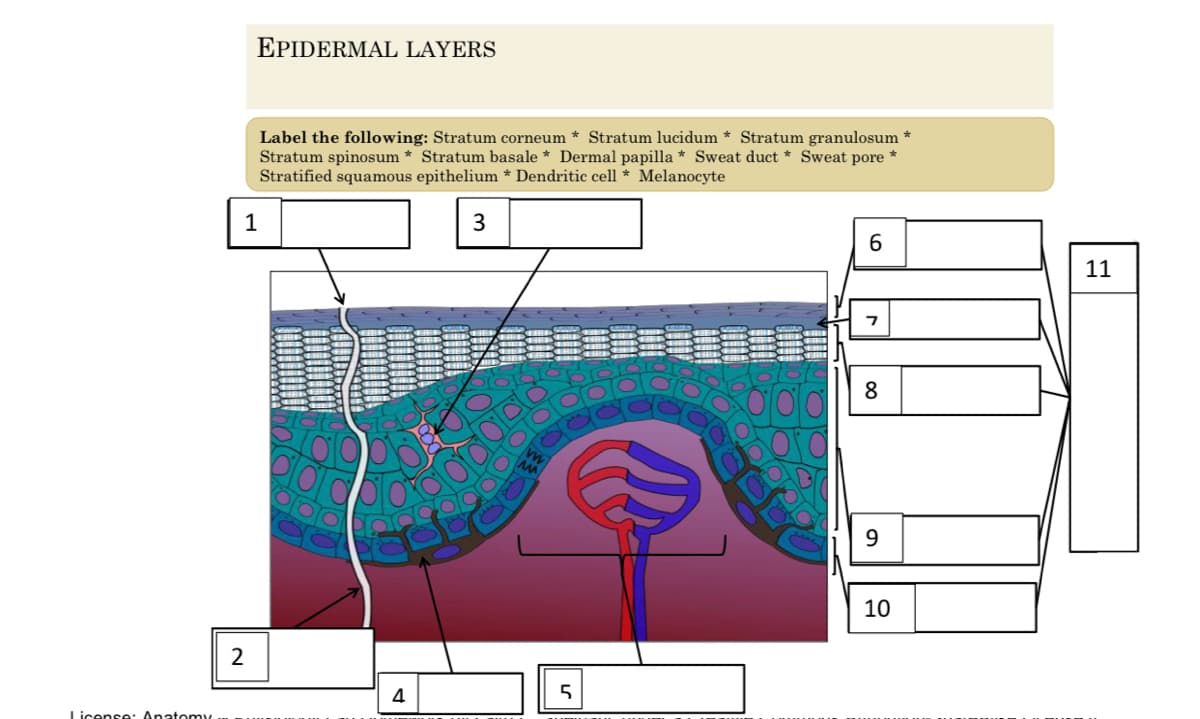 EPIDERMAL LAYERS
Label the following: Stratum corneum * Stratum lucidum * Stratum granulosum *
Stratum spinosum * Stratum basale * Dermal papilla * Sweat duct * Sweat pore *
Stratified squamous epithelium * Dendritic cell * Melanocyte
1
3
6.
11
8
9.
10
2
4
License: Anatomy
