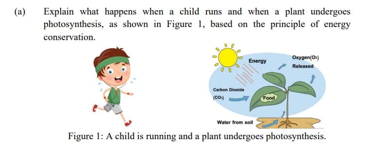 (a)
Explain what happens when a child runs and when a plant undergoes
photosynthesis, as shown in Figure 1, based on the principle of energy
conservation.
Oxygen(O:)
Energy
Released
Carbon Dioxide
(Co:)
Food
Water from soil
Figure 1: A child is running and a plant undergoes photosynthesis.
