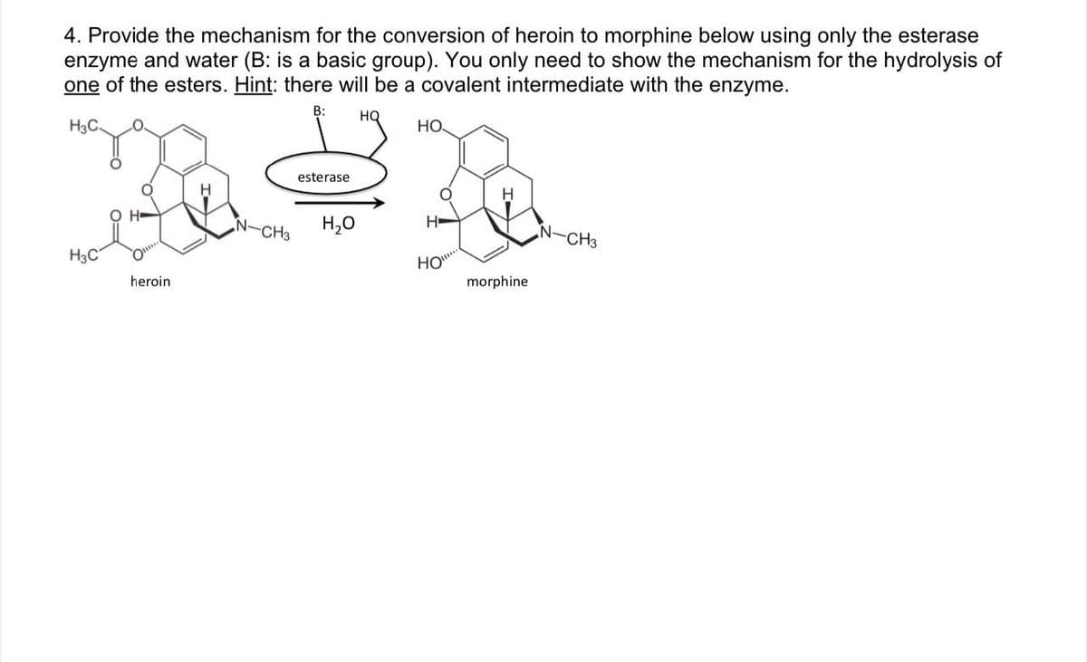 4. Provide the mechanism for the conversion of heroin to morphine below using only the esterase
enzyme and water (B: is a basic group). You only need to show the mechanism for the hydrolysis of
one of the esters. Hint: there will be a covalent intermediate with the enzyme.
B:
HQ
H3C.
H3C
heroin
CH3
esterase
H₂O
НО.
B
H
H-
HO
morphine
N-CH3