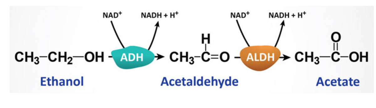 NAD+ NADH + H*
NAD*
NADH + H*
ܘ
H
CH3-CH2-OH - ADH » CH3-C=O - ALDH
» CH3-C-OH
Ethanol
Acetaldehyde
Acetate