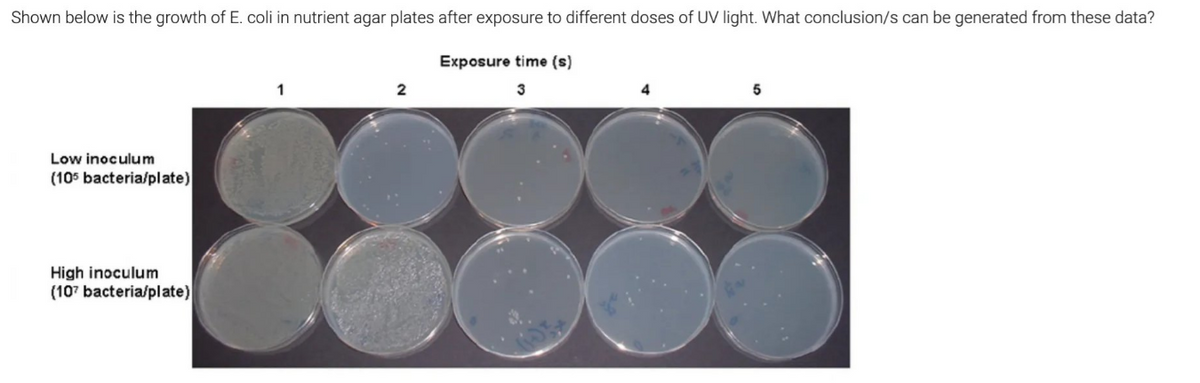 Shown below is the growth of E. coli in nutrient agar plates after exposure to different doses of UV light. What conclusion/s can be generated from these data?
Exposure time (s)
3
Low inoculum
(105 bacteria/plate)
High inoculum
(107 bacteria/plate)
1
2