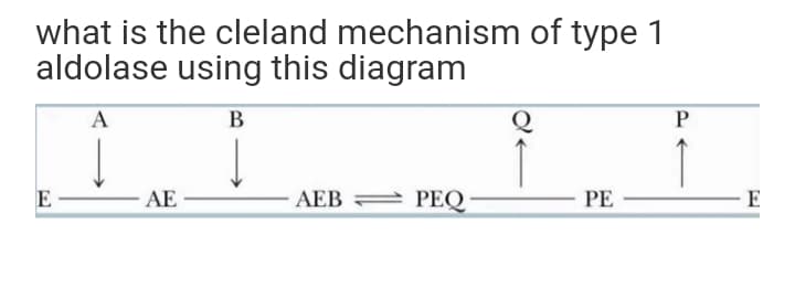 what is the cleland mechanism of type 1
aldolase using this diagram
A
B
↑
E
AE
AEB
PEQ
PE
E
