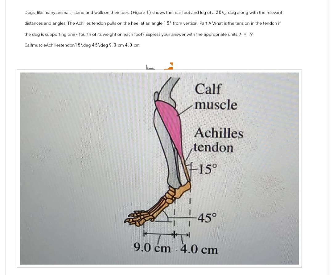 Dogs, like many animals, stand and walk on their toes. (Figure 1) shows the rear foot and leg of a 20kg dog along with the relevant
distances and angles. The Achilles tendon pulls on the heel at an angle 15° from vertical. Part A What is the tension in the tendon if
the dog is supporting one fourth of its weight on each foot? Express your answer with the appropriate units. F = N
CalfmuscleAchillestendon15\deg 45\deg 9.0 cm 4.0 cm
Calf
muscle
Achilles
tendon
-15°
-45°
9.0 cm 4.0 cm