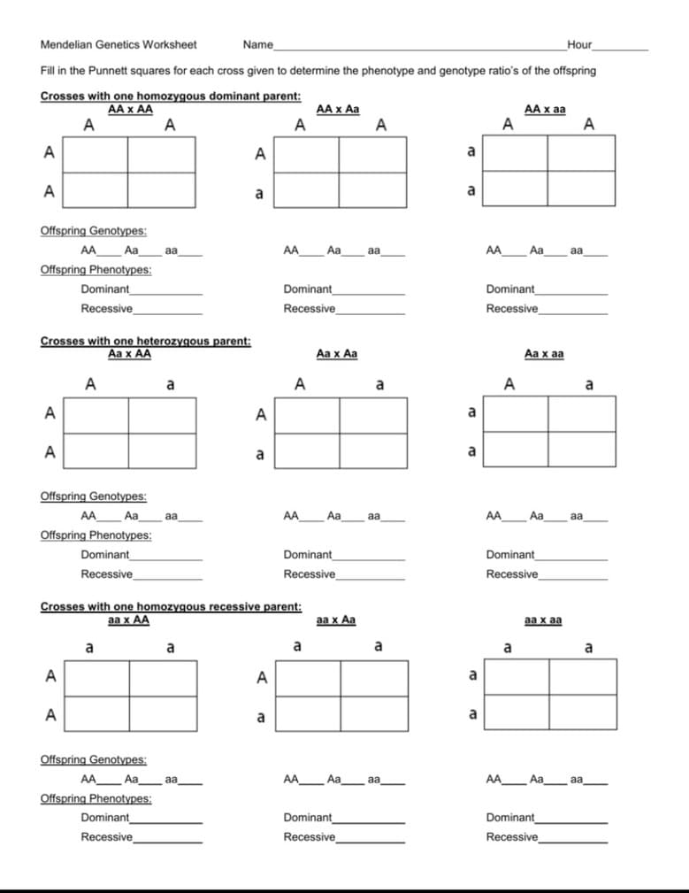 Mendelian Genetics Worksheet
Name
Hour
Fill in the Punnett squares for each cross given to determine the phenotype and genotype ratio's of the offspring
Crosses with one homozygous dominant parent:
AA x AA
A
AA x Aa
A
АА х а
A
AA x aa
A
A
A
A
A
a
A
a
a
Offspring Genotypes:
AA
AA
AA Aa
Offspring Phenotypes:
Aa
Aa
aa
aa
aa
Dominant
Dominant
Recessive
Dominant
Recessive
Recessive_
_
Crosses with one heterozygous parent:
Aа х АА
Аа х Аа
Аа х аа
A
a
A
a
A
a
A
a
A
a
a
Offspring Genotypes:
AA_
Aa_
aa
AA Aa
aa
AA_
Aa
aa
Offspring Phenotypes:
Dominant
Recessive
Dominant
Dominant
Recessive
Recessive
_
Crosses with one homozygous recessive parent:
aa x AA
aa x Aa
аа х аа
a
a
a
a
a
a
A
A
a
A
a
a
Offspring Genotypes:
AA Aa_aa
AALAA_aa
AA Aa_ aa_
Offspring Phenotypes:
Dominant
Dominant
Dominant
Recessive_
Recessive_
Recessive
_
