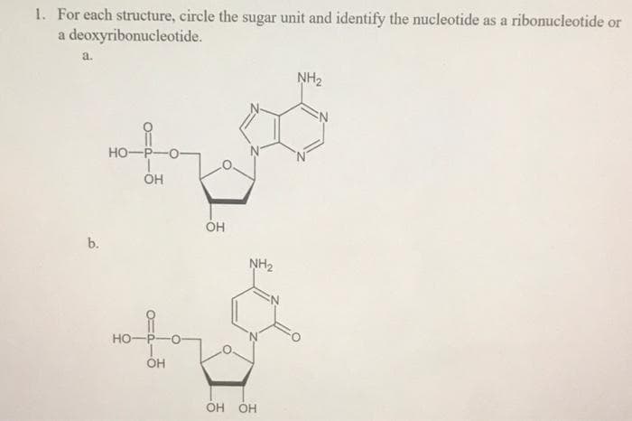 1. For each structure, circle the sugar unit and identify the nucleotide as a ribonucleotide or
a deoxyribonucleotide.
a.
b.
HO-P-O
OH
HO-
OH
OH
NH₂
OH ОН
NH₂