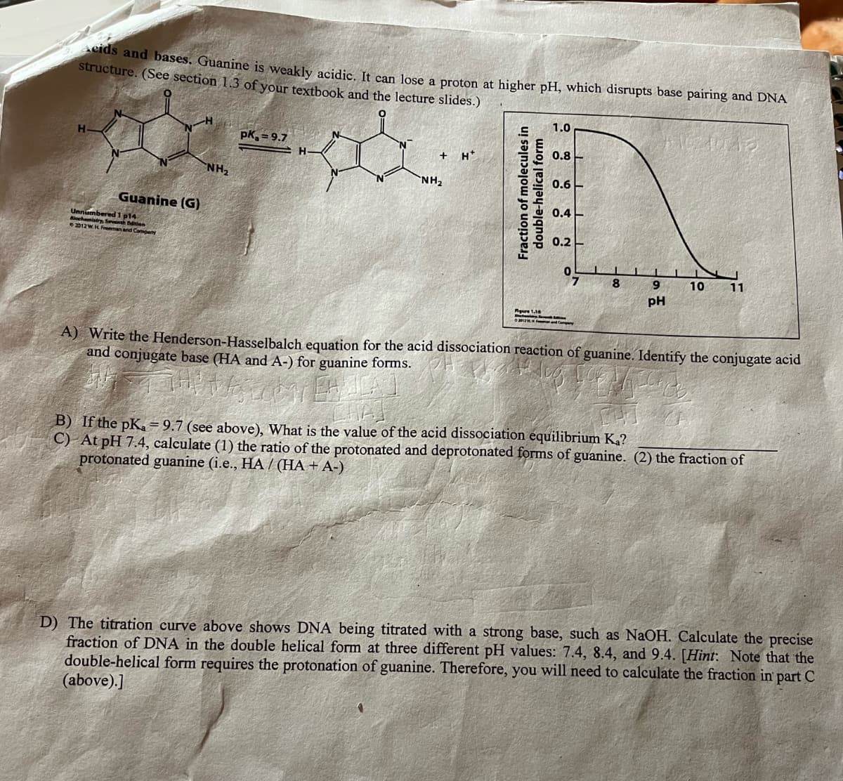 cids and bases. Guanine is weakly acidic. It can lose a proton at higher pH, which disrupts base pairing and DNA
structure. (See section 1.3 of your textbook and the lecture slides.)
SACZALLAES
H
Guanine (G)
Biochemistry P14
Seventh Edition
2012 W. H. Freeman and Company
NH₂
pk₂=9.7
H
+H*
NH₂
1.0
0.8
0.6
E
0.4-
0.2
0
Fraction of molecules in
double-helical form
gure 1.16
8
9
pH
10
11
A) Write the Henderson-Hasselbalch equation for the acid dissociation reaction of guanine. Identify the conjugate acid
and conjugate base (HA and A-) for guanine forms.
B) If the pK₂=9.7 (see above), What is the value of the acid dissociation equilibrium Ka?
C)
At pH 7.4, calculate (1) the ratio of the protonated and deprotonated forms of guanine. (2) the fraction of
protonated guanine (i.e., HA / (HA+ A-)
D) The titration curve above shows DNA being titrated with a strong base, such as NaOH. Calculate the precise
fraction of DNA in the double helical form at three different pH values: 7.4, 8.4, and 9.4. [Hint. Note that the
double-helical form requires the protonation of guanine. Therefore, you will need to calculate the fraction in part C
(above).]