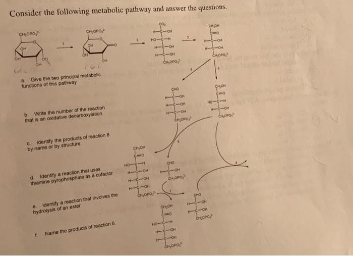 Consider the following metabolic pathway and answer the questions.
CHOPO,
CHOPO,
H-C-OH
CHOH
он
OH
HO-C-H
H-C-OH
H-C-OH
H-C-OH
H -OH
a.
Give the two principal metabolic
functions of this pathway
CHO
CHOH
H--OH
b.
Write the number of the reaction
HO-C
H--OH
CHOPO,
that is an oxidative decarboxylation.
H-C-OH
c dentify the products of reaction 8
by name or by structure.
CH,OH
HO-H
d.
Identify a reaction that uses
CHO
thiamine pyrophosphate as a cofactor
H-C-OH
H-C-OH
H-C-OH
e Identify a reaction that involves the
hydrolysis of an ester.
H -OH
CHOPO
CHO
CHOH
H-C-CH
-OH
Name the products of reaction 6.
HO-C-H
H-C-OH
H-C-OH
CHOPO

