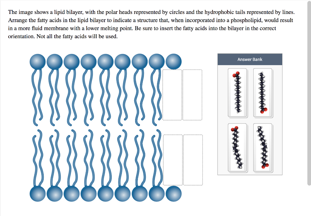 The image shows a lipid bilayer, with the polar heads represented by circles and the hydrophobic tails represented by lines.
Arrange the fatty acids in the lipid bilayer to indicate a structure that, when incorporated into a phospholipid, would result
in a more fluid membrane with a lower melting point. Be sure to insert the fatty acids into the bilayer in the correct
orientation. Not all the fatty acids will be used.
500000
Answer Bank
11
11