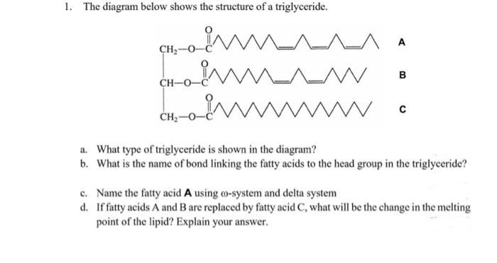 1. The diagram below shows the structure of a triglyceride.
wM^^^ A
CH2
в
CH-O-
ČH;-O-
a. What type of triglyceride is shown in the diagram?
b. What is the name of bond linking the fatty acids to the head group in the triglyceride?
c. Name the fatty acid A using o-system and delta system
d. If fatty acids A and B are replaced by fatty acid C, what will be the change in the melting
point of the lipid? Explain your answer.

