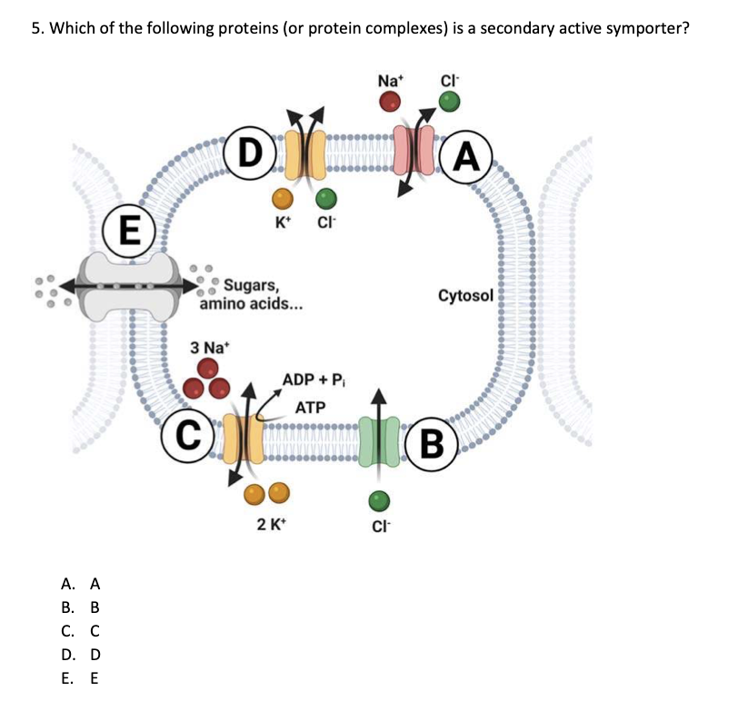 5. Which of the following proteins (or protein complexes) is a secondary active symporter?
A. A
B. B
C. C
D. D
E. E
E
3 Na*
D
C
X
Sugars,
amino acids...
K+ CI
ADP + Pi
ATP
2 K+
Nat cl
JA
CI
ㅎ
Cytosol
(B)