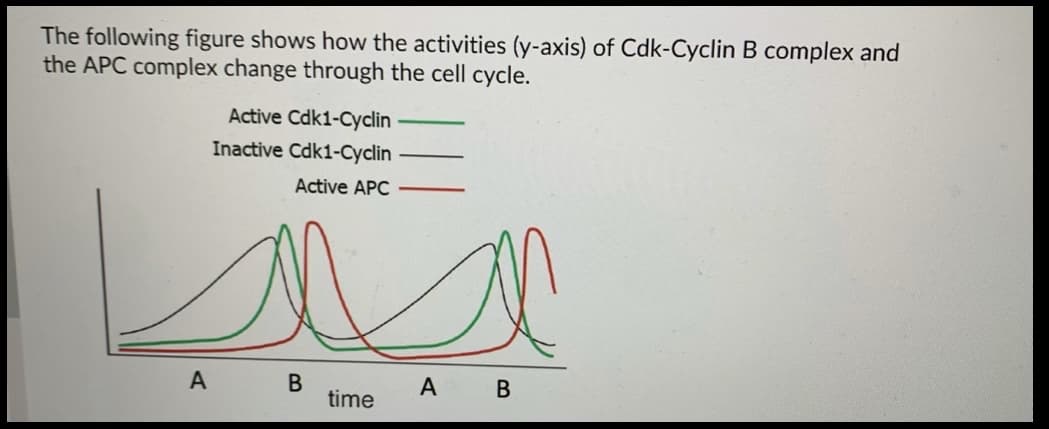 The following figure shows how the activities (y-axis) of Cdk-Cyclin B complex and
the APC complex change through the cell cycle.
Active Cdk1-Cyclin
Inactive Cdk1-Cyclin
Active APC
A B
A B
time
