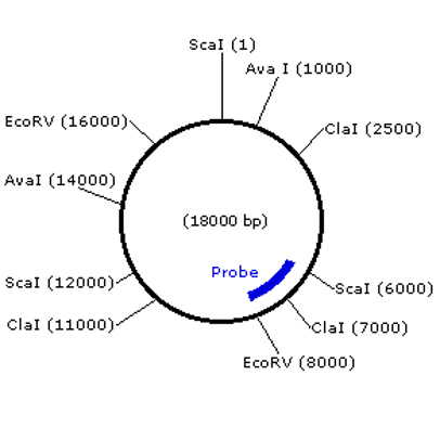 EcoRV (16000)
AvaI (14000)
Scal (12000)
ClaI (11000)-
Scal (1)
Ava I (1000)
(18000 bp)
Probe
ClaI (2500)
Scal (6000)
ClaI (7000)
EcoRV (8000)
