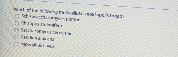 Which of the following multicellular mold spoils bread?
O Schizosaccharomyces pombe
O Rhizopus stolonifera
O Saccharomyces cerevisiae
O Candida albicans
O Aspergillus flavus
