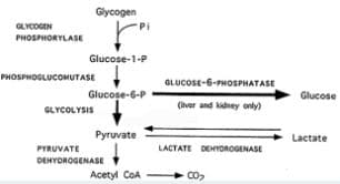 GLYCOGEN
PHOSPHORYLASE
Glycogen
Glucose-1-P
PHOSPHOGLUCOMUTASE
Glucose-6-P
GLYCOLYSIS
Pyruvate
PYRUVATE
DEHYDROGENASE
Acetyl COA
GLUCOSE-6-PHOSPHATASE
(liver and kidney only)
LACTATE DEHYDROGENASE
00₂
Glucose
Lactate
