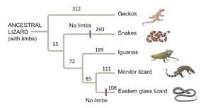 312
Geckos
ANCESTRAL
LIZARD
No limbs
260
Snakes
(with limbs)
55
189
Iguanas
72
111
Monitor izard
85
108
Eastem glass lizard
No limbs
