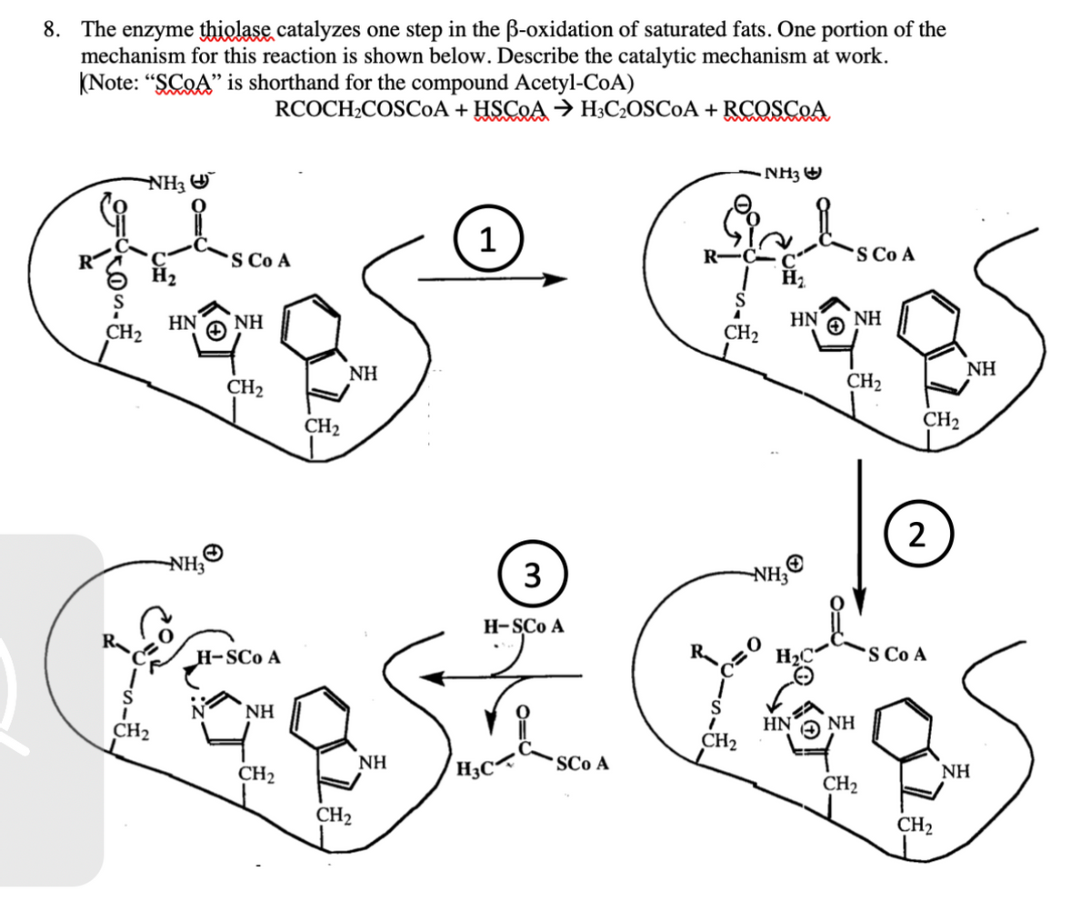 8. The enzyme thiolase catalyzes one step in the ß-oxidation of saturated fats. One portion of the
mechanism for this reaction is shown below. Describe the catalytic mechanism at work.
(Note: "SCOA" is shorthand for the compound Acetyl-CoA)
RCOCH₂COSCoA + HSCOA → H3C₂OSC0A + RCOSCOA
HN NH
CH₂
NH
CH₂
CH₂
FS
Grease
NH3
H-SCO A
NH
CH2
CH₂
NH3
S Co A
CH₂
NH
1
3
H-SCO A
H3C
SCO A
NH3
a h-SCOA
R-C
S Co A
CH₂
CH₂
C
H₂
0=0
HN NH
+
NH3
H₂C
HN
CH₂
NH
CH₂
CH₂
2
S Co A
CH₂
NH
NH