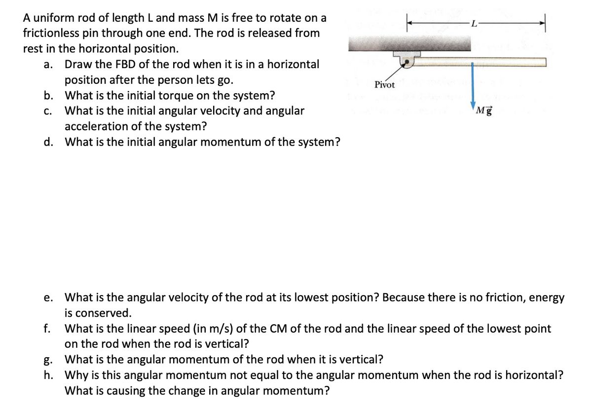 A uniform rod of length L and mass M is free to rotate on a
frictionless pin through one end. The rod is released from
rest in the horizontal position.
а.
Draw the FBD of the rod when it is in a horizontal
position after the person lets go.
b. What is the initial torque on the system?
What is the initial angular velocity and angular
acceleration of the system?
d. What is the initial angular momentum of the system?
Pivot
Mg
С.
e. What is the angular velocity of the rod at its lowest position? Because there is no friction, energy
is conserved.
f. What is the linear speed (in m/s) of the CM of the rod and the linear speed of the lowest point
on the rod when the rod is vertical?
g. What is the angular momentum of the rod when it is vertical?
h. Why is this angular momentum not equal to the angular momentum when the rod is horizontal?
What is causing the change in angular momentum?
