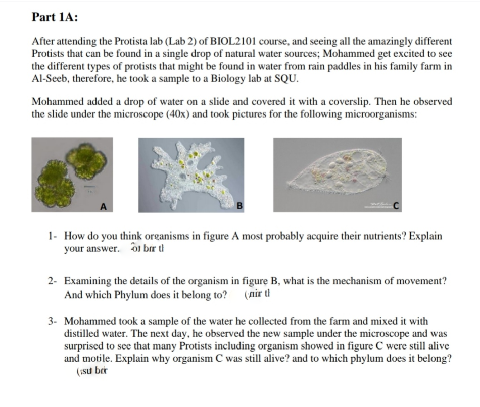 Part 1A:
After attending the Protista lab (Lab 2) of BIOL2101 course, and seeing all the amazingly different
Protists that can be found in a single drop of natural water sources; Mohammed get excited to see
the different types of protists that might be found in water from rain paddles in his family farm in
Al-Seeb, therefore, he took a sample to a Biology lab at SQU.
Mohammed added a drop of water on a slide and covered it with a coverslip. Then he observed
the slide under the microscope (40x) and took pictures for the following microorganisms:
A
1- How do you think organisms in figure A most probably acquire their nutrients? Explain
your answer. ôi bor ti
2- Examining the details of the organism in figure B, what is the mechanism of movement?
And which Phylum does it belong to?
(nir ti
3- Mohammed took a sample of the water he collected from the farm and mixed it with
distilled water. The next day, he observed the new sample under the microscope and was
surprised to see that many Protists including organism showed in figure C were still alive
and motile. Explain why organism C was still alive? and to which phylum does it belong?
(isu brr

