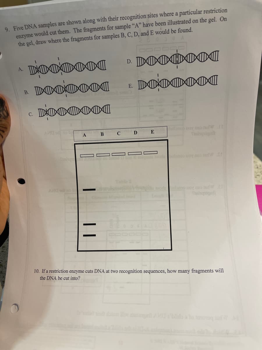 9. Five DNA samples are shown along with their recognition sites where a particular restriction
enzyme would cut them. The fragments for sample “A" have been illustrated on the gel. On
the gel, draw where the fragments for samples B, C, D, and E would be found.
A.
B. DIOX
E. DOXI
smin
c. DO 0
AV od no bo
buonob no so aWII
B
D E
Sinhq
8olqmae tuode bulonoo uov ne edW SI
Teble 2
O e tuodeulonoo uov so Jad WEl
AN od no bo
ed
Less
10. If a restriction enzyme cuts DNA at two recognition sequences, how many fragments will
the DNA be cut into?
odt datem ilie
besn o e op DA
||
