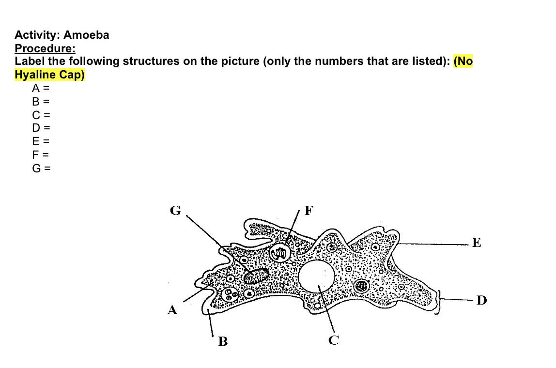 Activity: Amoeba
Procedure:
Label the following structures on the picture (only the numbers that are listed): (No
Hyaline Cap)
A =
B =
C =
D =
E =
F =
G =
F
E
D
A
