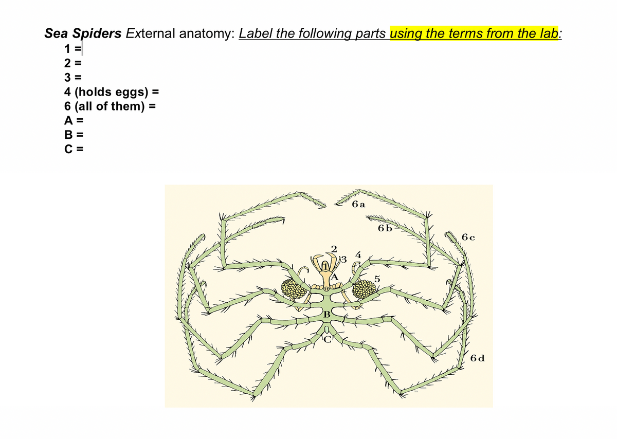 Sea Spiders External anatomy: Label the following parts using the terms from the lab:
1 =
2 =
3 =
4 (holds eggs) =
6 (all of them) =
%3D
A
В
%3D
6 a
6 c
4
6 d
