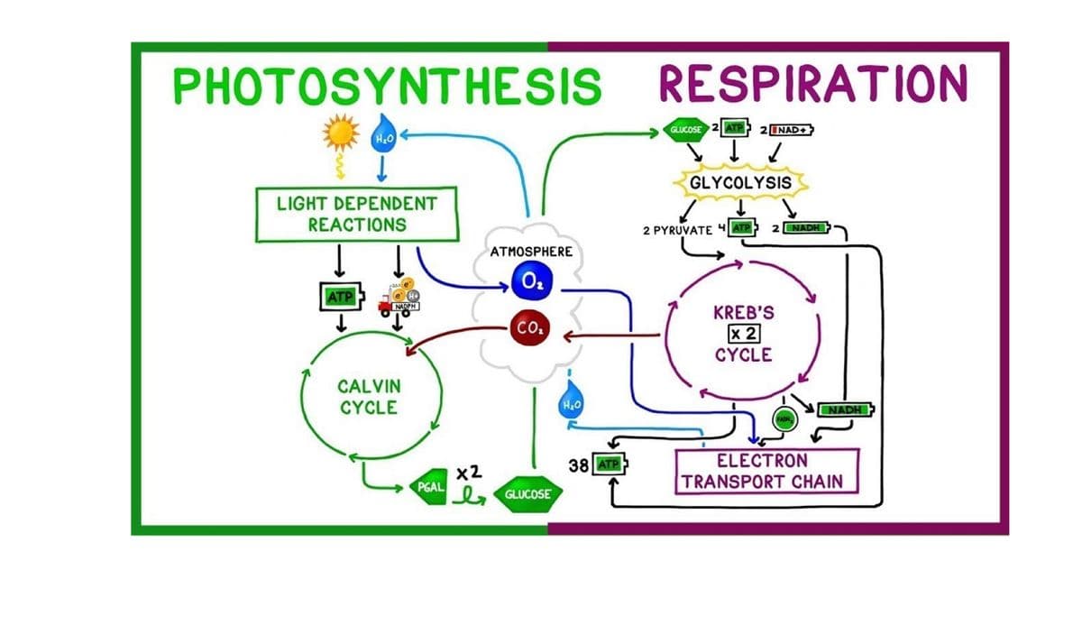 PHOTOSYNTHESIS RESPIRATION
GLUCOSE 2 ATP
2INAD+
H20
GLYCOLYSIS
LIGHT DEPENDENT
REACTIONS
2 PYRUVATE 4 ATP
2 NADH
ATMOSPHERE
ATP
NADPH
KREB'S
CO.
x 2
CYCLE
CALVIN
CYCLE
NADH
ELECTRON
TRANSPORT CHAIN
38 ATP
x2
PGAL
b GLUCOSE

